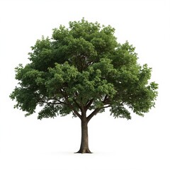 tree isolated on white