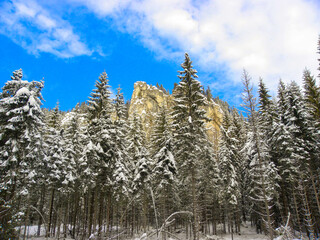 trees and mountains in winter
