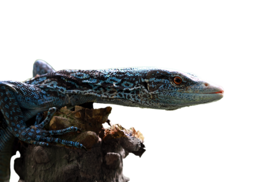 Blue-spotted tree monitor (Varanus macraei) on wood, Blue paranus closeup head, animal closeup 