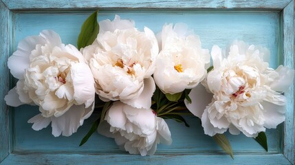 Elegant peony blooms arranged in a powder blue frame, softly lit