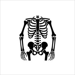 Human anatomy sketch with a vector illustration set of the human skeleton, including a skull and bones, in black silhouette icon design