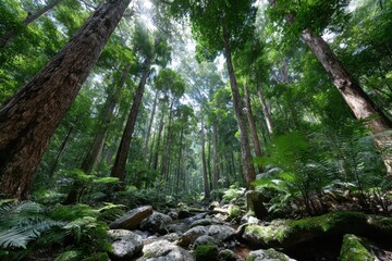 Obraz premium Sunlight streams through lush rainforest canopy