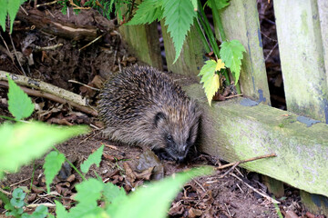 Hedgehog in the Corner of an Unkempt Urban Garden