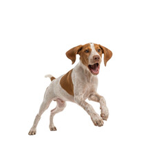 Vizla-pointer mixed breed puppy cheerfully leaping for object outside of frame
