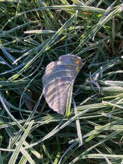 an autumn leaf and frost-covered grass, early in the morning