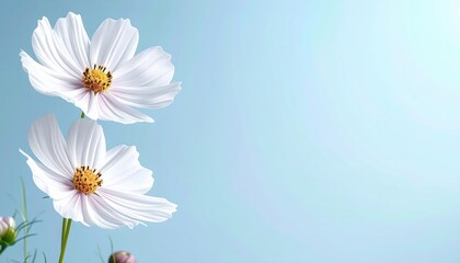 Delicate white flowers blooming against a soft blue background nature photography calm environment close-up view floral beauty