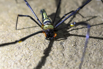Close up view of creepy giant golden silk orb weaver spider on rock. intimidating arachnid with long black leg and yellow abdomen shows prominent fangs and casts large shadow