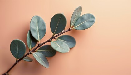 A close-up of a green branch with oval leaves against a soft peach background. The leaves are smooth and glossy, showcasing a natural aesthetic.