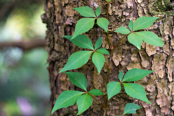 Bright green compound leaves of Parthenocissus quinquefolia (Virginia creeper, Victoria creeper, five-leaved ivy) clinging to rough bark of blue spruce trunk