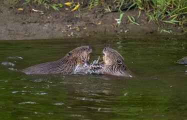 Fototapeta premium Beavers wrestling in a river