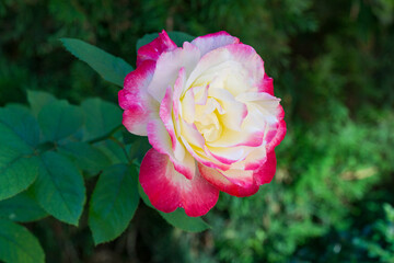 Vibrant Double Delight rose with creamy white and bold pink edges, its delicate petals unfurling against lush green background, radiating elegance and freshness