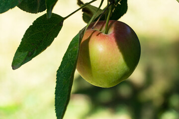 Ripe, glossy apple with blend of red and yellow hues hangs from sunlit branch, framed by fresh green leaves in serene orchard setting