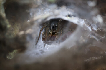 Creepy brown spider hiding in silk web funnel, its scary eyes watchful. This terrifying arachnid waits patiently in its lair, an intimidating predator in wild