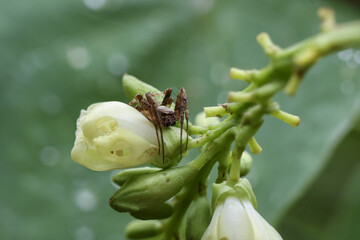Tiny brown spider patiently waiting on delicate white flower bud in lush green garden. This calm macro detail showcases alert predator in its natural habitat and ecosystem