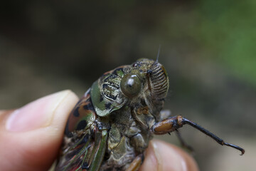 Captivating insect, large cicada, captured detailed macro close up. Prominent compound eye and intricate head pattern create striking visual. Observing wildlife evokes wonder for nature