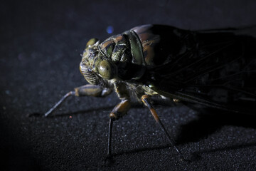 Large cicada insect rests quietly dark surface night. Intricate compound eyes and detailed head emerge from deep shadows. Dim light illuminates fascinating features, creating mysterious