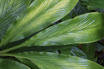 Vibrant green leaves with striking yellow variegation exhibit healthy botanical pattern. Detailed texture and strong veins enhance natural beauty and fresh appearance of this tropical plant