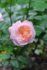  Heritage rose pink blooming fragrant flower blooming in summer garden. Closeup photo outdoors. 