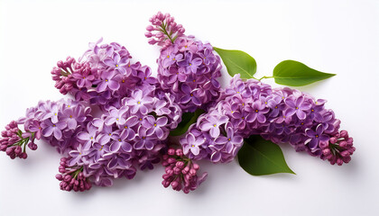 Lilac Isolated On White Background