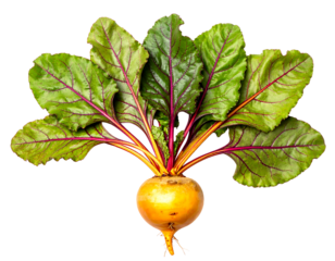 A single golden beet with vibrant green leaves isolated on a transparent background for culinary and design use isolated on transparent background