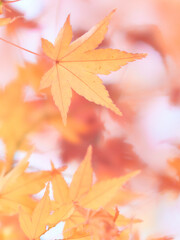 赤っぽい背景オレンジ色に染まったソフトなもみじの葉