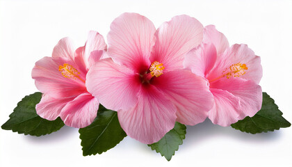 Tender Pink Hibiscus Flower Isolated