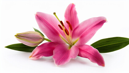 Single Pink Lily With Five Blooms Isolated On White Background