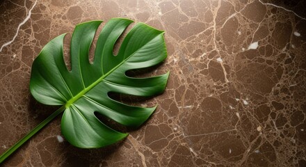 A large green split-leaf plant specimen rests on a brown marble surface featuring intricate white veins