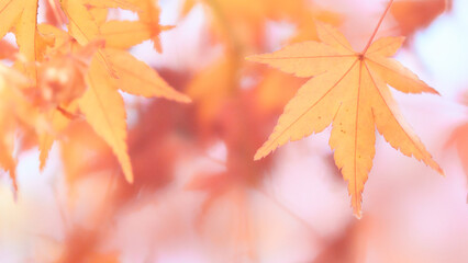 赤っぽい背景オレンジ色に染まったソフトなもみじの葉
