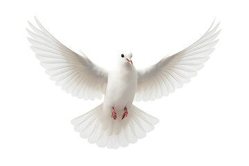 Fototapeta premium White Dove Flying, Peace Symbol, Freedom