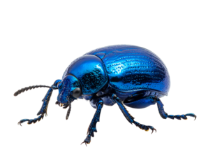 A vibrant metallic blue beetle with intricate details isolated on transparent background