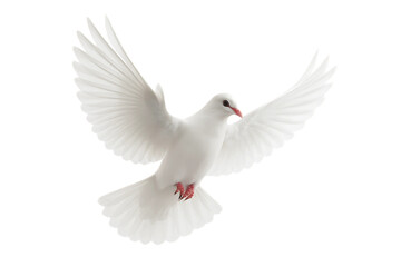 Fototapeta premium White Dove Flying, Peace Symbol, Freedom