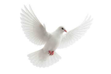 White Dove Flying, Peace Symbol, Freedom
