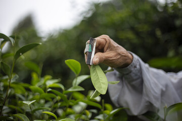 Skilled worker hand meticulously picks fresh green tea leaf on vibrant plantation. Focused on...