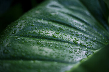 Vibrant green leaf features numerous clear water droplets, reflecting natural light. Its textured...