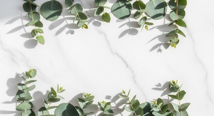 Eucalyptus branches with green leaves cast shadows on a white marble surface framing an empty center