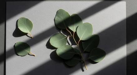 Eucalyptus leaves on a grey surface with striped shadows