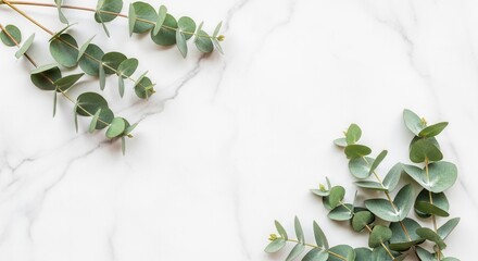 Fresh eucalyptus stems and leaves lay on a clean white marble surface with soft gray veins
