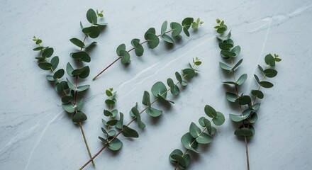 Fresh green eucalyptus sprigs with rounded leaves are scattered on a light-colored marble surface showing subtle veining and soft shadows
