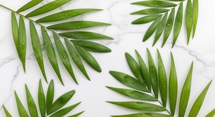 Fresh green leaves with glistening water droplets arranged on a white marble surface showcasing natural beauty