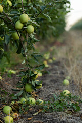 Fresh ripe apples on the branch in the orchard ready to be picked in Poland.