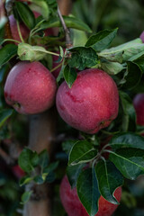 Obraz premium Fresh ripe apples on the branch in the orchard ready to be picked in Poland.