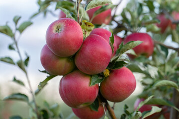 Fresh ripe apples on the branch in the orchard ready to be picked in Poland.