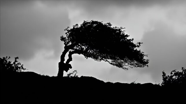 bent. A lone gnarled tree silhouetted against a stormy sky with lightning. travel magazines, destination branding, designed for outdoor magazines and nature guides and travel destination branding.