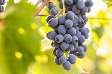beautiful fruit grapes ready to be picked to make wine in spain. wine culture in spain