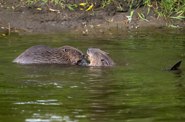 Beavers wrestling in a river