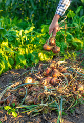 A farmer harvests onions. Selective focus.