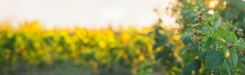 Raspberries growing in the garden. Selective focus.