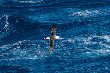 コアホウドリが海を飛ぶ