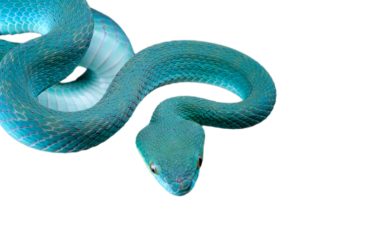 a Blue viper snake attacking position on branch, Viper blue insularis staying on the branch waiting for the prey, Trimeresurus insularis Indonesia's pit vipers closeup on branch	